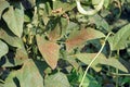 plant disease on yard long bean leaf from fungi