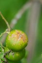 Plant diseases, Citrus canker