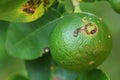 Plant diseases, Citrus canker