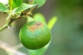 Plant diseases, Citrus canker Royalty Free Stock Photo