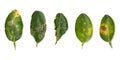 Plant diseases ,Lime leaf damage from leaf miner,Citrus canker and Thrips isolated on white background Royalty Free Stock Photo