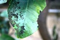 Plant diseases, mealybug