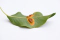 Plant diseases - pear leaf (underside) with Pear rust Royalty Free Stock Photo