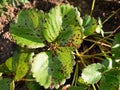 Plant diseases - strawberry leaf scorch