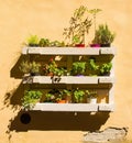 Plant Display in Buonconvento