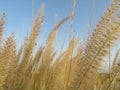 plant that distributes seeds through the air propagates grass