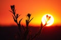 Plant donkey thistle on a sunset background Royalty Free Stock Photo