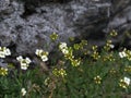 Plant Draba in bloom with white flowers in the forest, close up, selective focus.