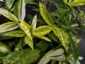 Plant of Dracaena golden white in the garden