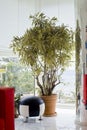 Plant Dracaena reflexa