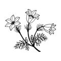 Plant Dream Grass, bells. Vector stock illustration eps 10. Outline, hand drawing. Royalty Free Stock Photo