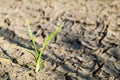 Plant in dried cracked mud. Royalty Free Stock Photo