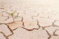 Plant in dried cracked mud