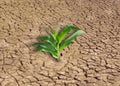 Plant in dried cracked mud Royalty Free Stock Photo