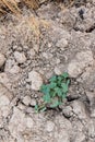 Plant in dried cracked mud Royalty Free Stock Photo