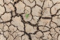 Plant in dried cracked mud Royalty Free Stock Photo