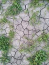 Plant in dried cracked mud. cracks from the drought Royalty Free Stock Photo