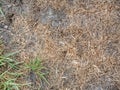 Plant in dried cracked mud desert, poor plant. Grass lawn i Royalty Free Stock Photo