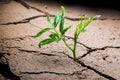 Plant in dried cracked mud. Royalty Free Stock Photo