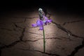 Plant in dried cracked mud. Royalty Free Stock Photo