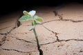 Plant in dried cracked mud. Royalty Free Stock Photo