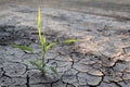 Plant in dried cracked mud Royalty Free Stock Photo