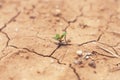 Plant in dried cracked mud. A tree growing on cracked ground Royalty Free Stock Photo