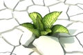 Plant in dried cracked white backgorund Royalty Free Stock Photo