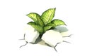 Plant in dried cracked white backgorund Royalty Free Stock Photo