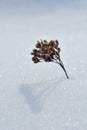 A plant dried in the snow