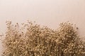 Plant dry flax on a beige background, a bunch of flax, a lot of dry plants Royalty Free Stock Photo