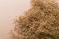 Plant dry flax on a beige background, a bunch of flax, a lot of dry plants Royalty Free Stock Photo