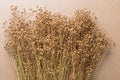 Plant dry flax on a beige background, a bunch of flax, a lot of dry plants Royalty Free Stock Photo