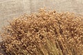 Plant dry flax on cloth burlap, a bunch of flax, a lot of dry plants Royalty Free Stock Photo