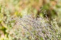 Plant dry prickly nature