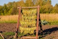 Plant for drying tobacco leaves. Green leaves hang in rows in the sun outdoors. Royalty Free Stock Photo