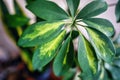 Plant dwarf umbrella tree schefflera actinophylla variegata kept indoors as house gardening concept