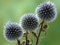 Plant Echinops commonly known as globe thistles.