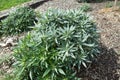 The plant of Echium candicans Pride of Madeira. It is a kind of large herbaceous perennial subshrub