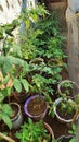 plant on the edge of the house