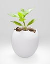 Plant in a egg shell Royalty Free Stock Photo