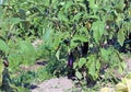 Plant of Eggplant with ripe fruits in summer