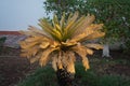 Palm tree in the park recreation area of the hotel. The Arecaceae is a family of perennial flowering plants. Dahab Royalty Free Stock Photo