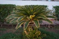 Palm tree in the park recreation area of the hotel. The Arecaceae is a family of perennial flowering plants. Dahab Royalty Free Stock Photo