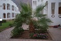 Palm tree in the park recreation area of the hotel. The Arecaceae is a family of perennial flowering plants. Dahab Royalty Free Stock Photo