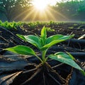 plant emerges from the debris at dawn after Concept of hope