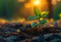 A plant is emerging from dry earth. Young plant growing in the morning light and sun Royalty Free Stock Photo