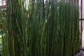 A Equisetum hyemale Royalty Free Stock Photo