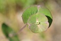 Plant Euphorbia genus