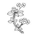 Plant Euphorbia Mil. Vector stock illustration eps10. Isolate on white background, outline.